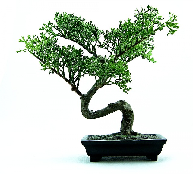 malá bonsai